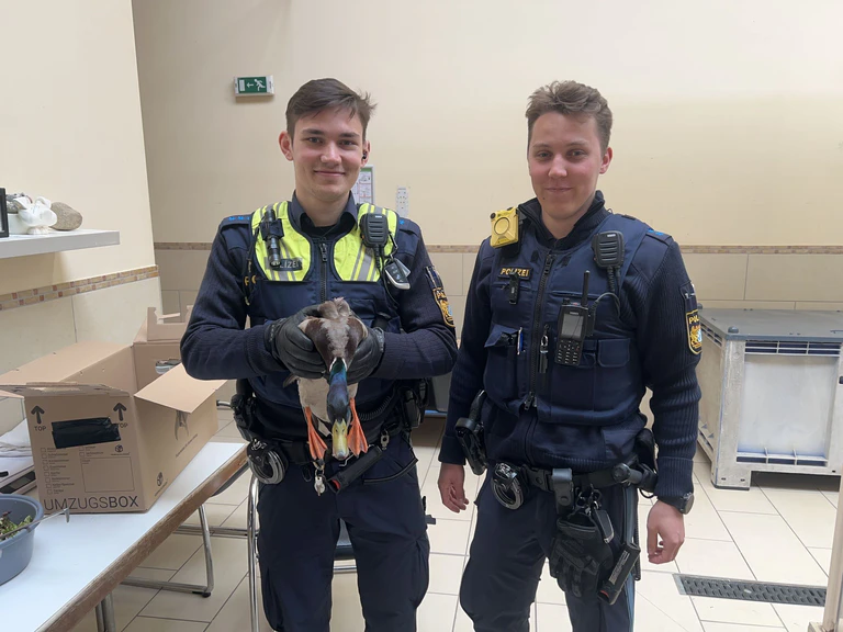 Die gerettete Ente kam ins Tierheim.  — © Polizeipräsidium Mittelfranken
