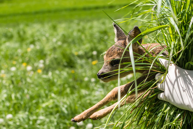  — © Symbolbild/H. Rambold/stock.adobe.com