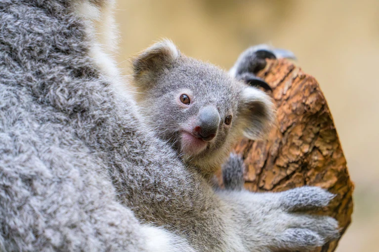 Der Duisburger Zoo ist bekannt für seine Koala-Haltung. — © Mathias Appel/Zoo Duisburg/dpa