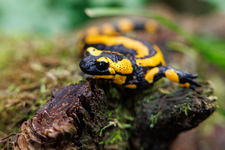 Kinder kennen den Feuersalamander als Comicfigur «Lurchi», die für eine Schuhmarke wirbt. (Archivbild)  — © Daniel Karmann/dpa
